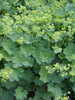 Alchemilla Mollis