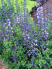 Baptisia Purple-Smoke