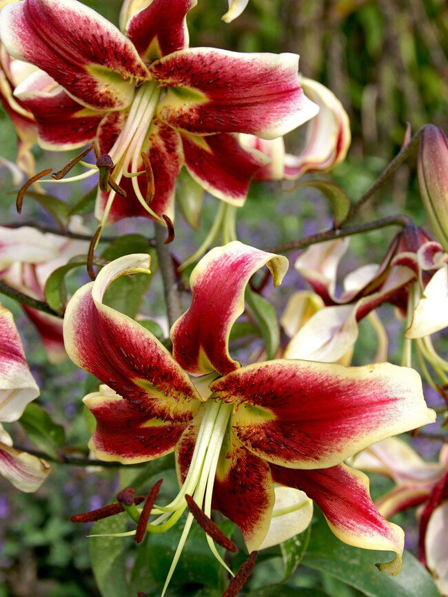 Lily Scheherazade | Bluestone Perennials