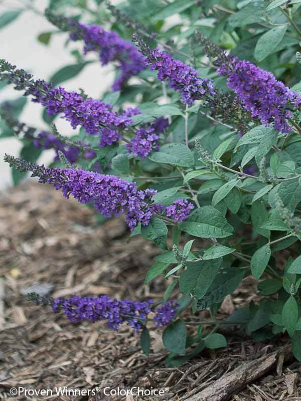 Buddleia Blue Chip Jr