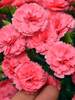 Dianthus Classic Coral
