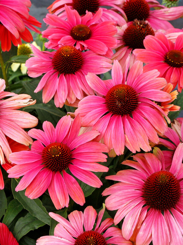 Echinacea Revelation Coral