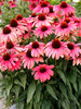 Echinacea Revelation Coral