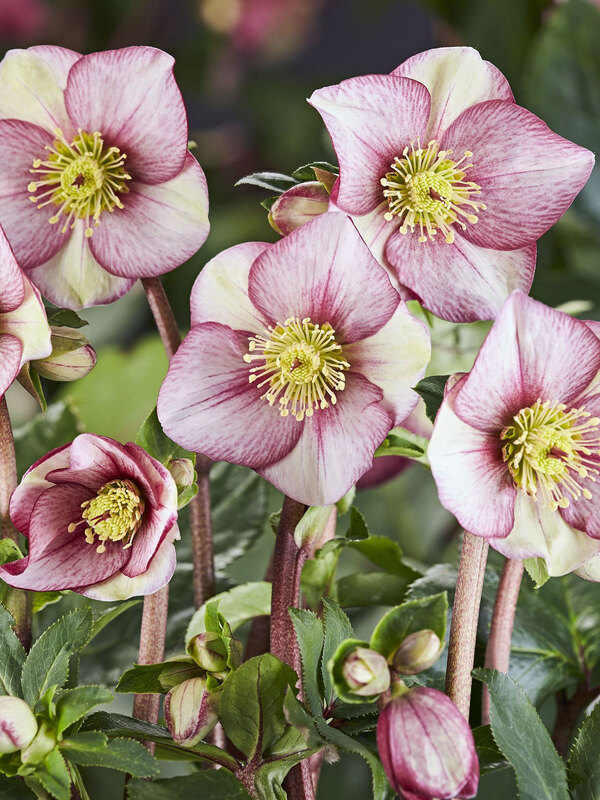 Helleborus Ice N' Roses Carlotta