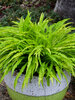 Hosta Party Streamers