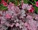 Heuchera Sugar Berry