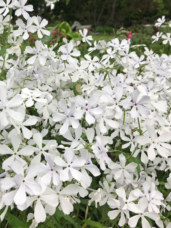 Phlox May Breeze