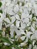 Phlox May Breeze