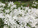 Phlox May Breeze