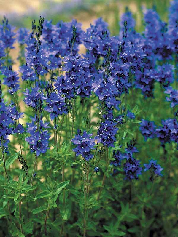Veronica Crater-Lake-Blue